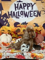 Cocker Spaniel dogs - Advert 15