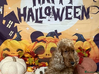 Cocker Spaniel dogs - Advert 29