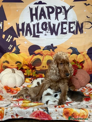 Cocker Spaniel dogs - Advert 9