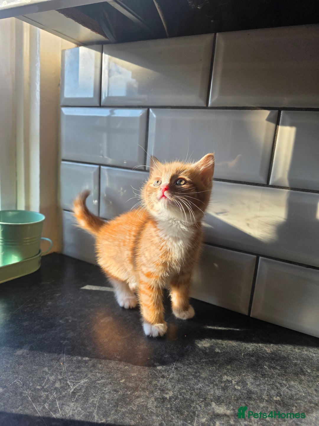 European cats for sale: Beautiful Ginger Male & Female Kittens  - Advert 8