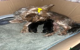 Yorkshire Terrier dogs for sale: Adorable yorkie puppies  - Image 1