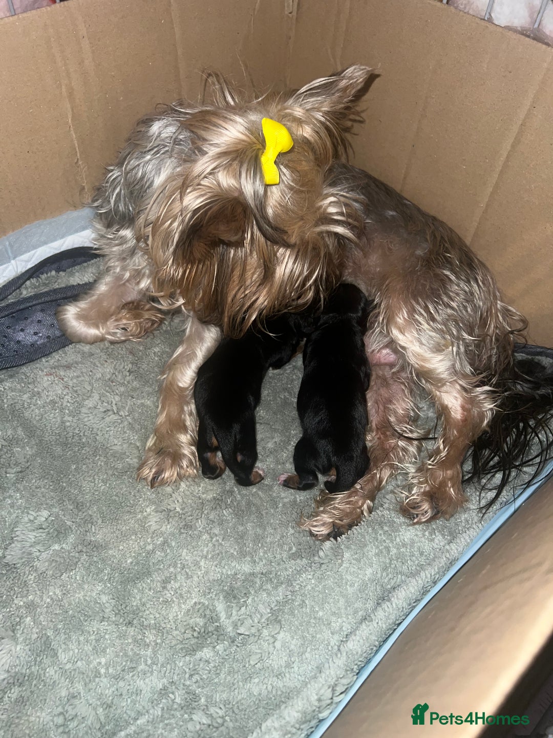 Yorkshire Terrier dogs for sale: Adorable yorkie puppies  - Image 1