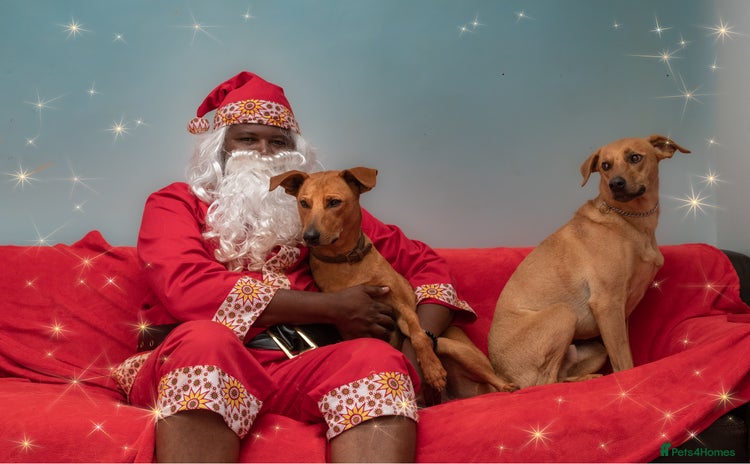 Mixed Breed dogs - Advert 2