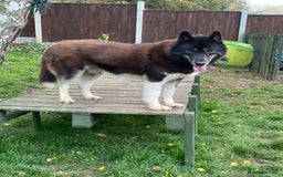 Siberian Husky dogs for sale: KC Lovingly Raised Siberian Husky Puppies - Image 12