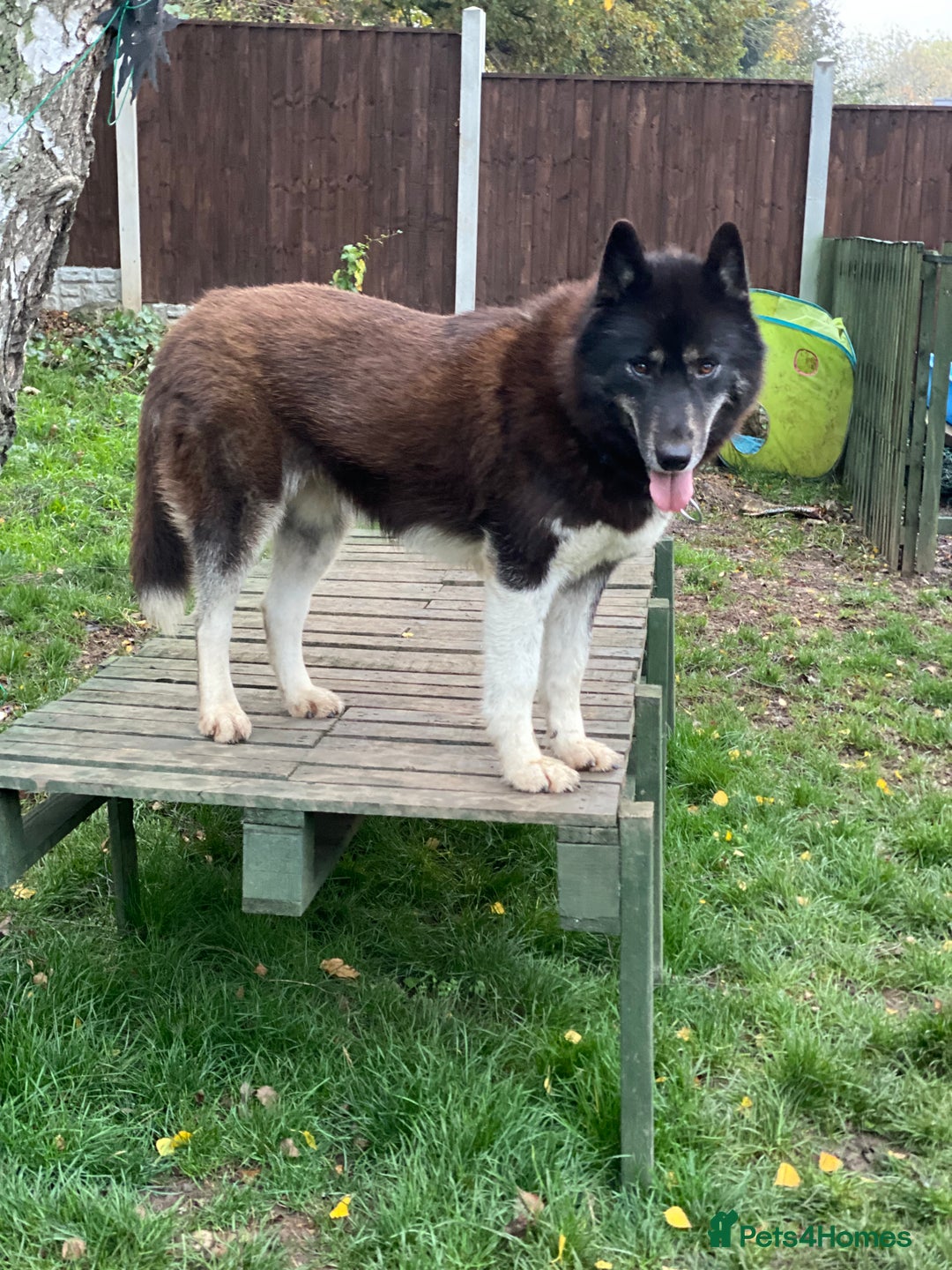 Siberian Husky dogs for sale: KC Lovingly Raised Siberian Husky Puppies - Image 12