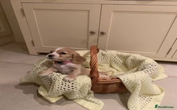 Cocker Spaniel dogs for sale: Cocker spaniel puppies  - Advert 6