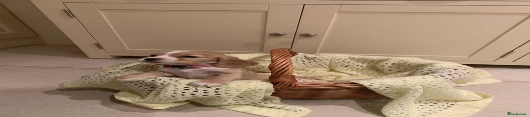 Cocker Spaniel Puppy 4