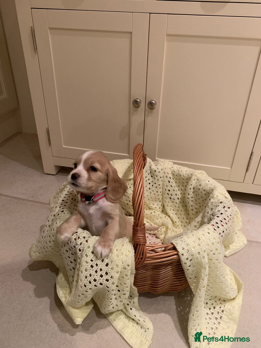 Cocker Spaniel dogs for sale: Cocker spaniel puppies  - Advert 6