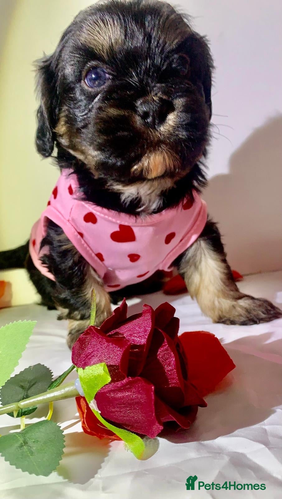 Shih Tzu dogs Imperial shitzu boy  - Advert 7