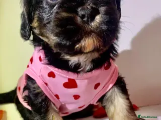 Shih Tzu dogs Imperial shitzu boy - Advert 7
