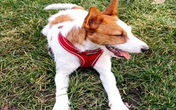 Jack Russell dogs for stud: Parson Jack Russell  - Image 8