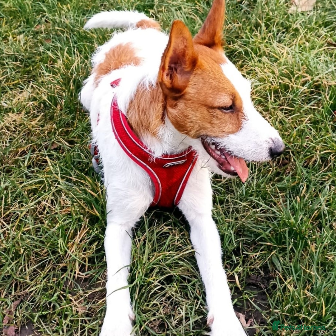 Jack Russell dogs for stud: Parson Jack Russell  - Image 8