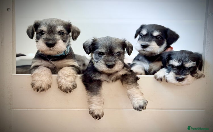 Miniature Schnauzer dogs - Advert 2