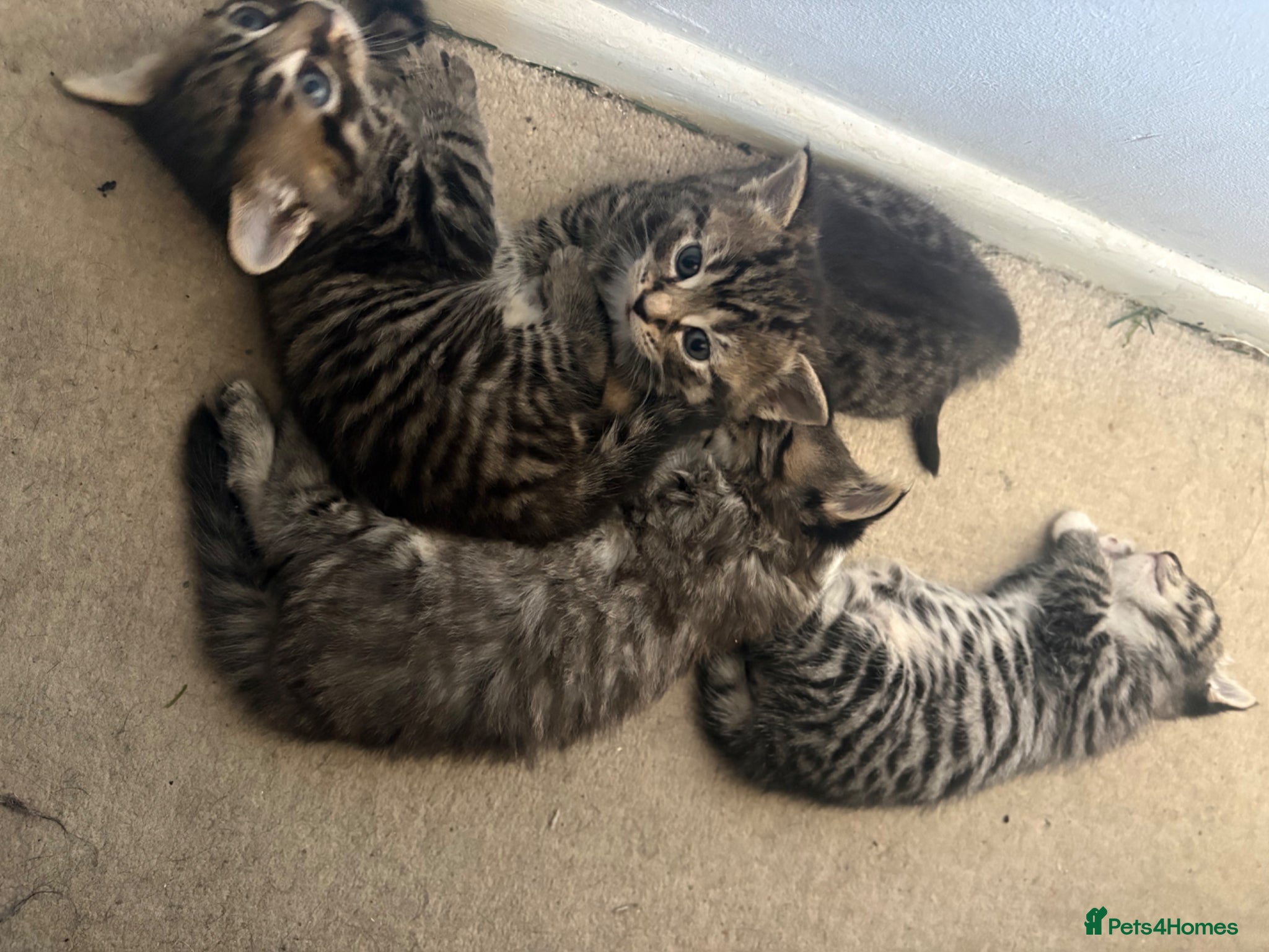 Mixed Breed cats Adorable Tabby X British short haired kittens - Advert 1