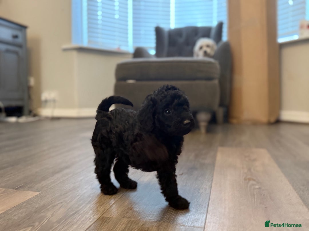 Labradoodle dogs for sale: Miniature labradoodle puppies  - Image 7