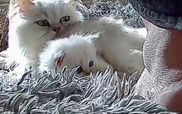 Persian cats for sale: TICA reg Silver & Golden Chinchilla Persians  - Image 12