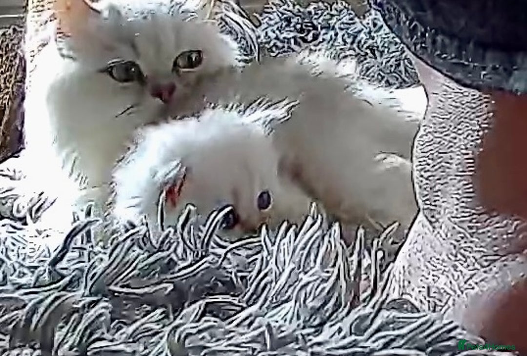 Persian cats for sale: TICA reg Silver & Golden Chinchilla Persians  - Image 12