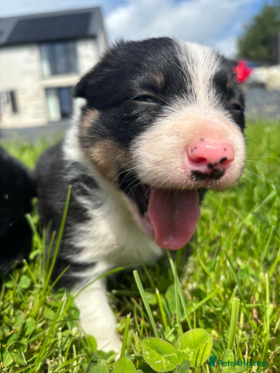 Mixed Breed dogs for sale: Huntaway x Welsh Sheep Dog Male Puppy - Image 2