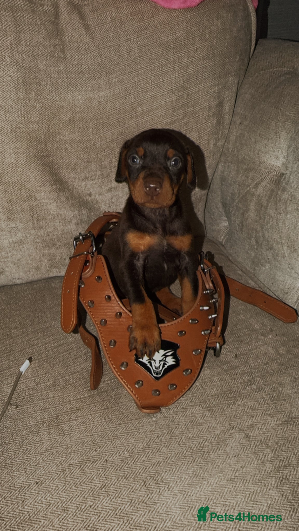 Dobermann dogs Doberman puppies  - Advert 4