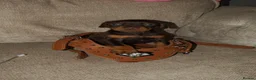 Dobermann dogs for sale: Doberman puppies  - Advert 1