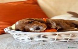 Australian Labradoodle dogs for sale: Pure Multigen Australian Labradoodle Puppies - Image 14