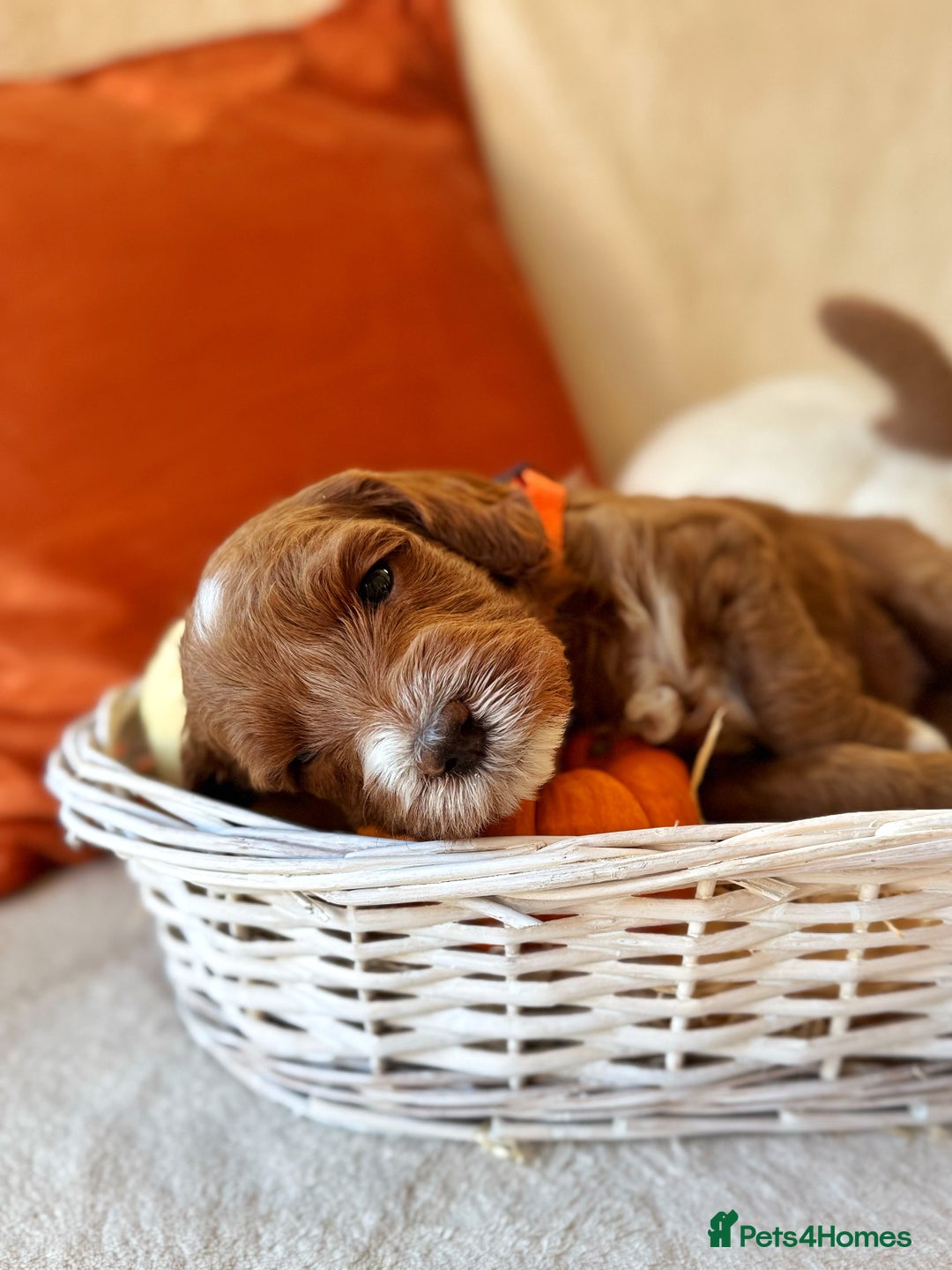 Australian Labradoodle dogs for sale: Pure Multigen Australian Labradoodle Puppies - Image 14