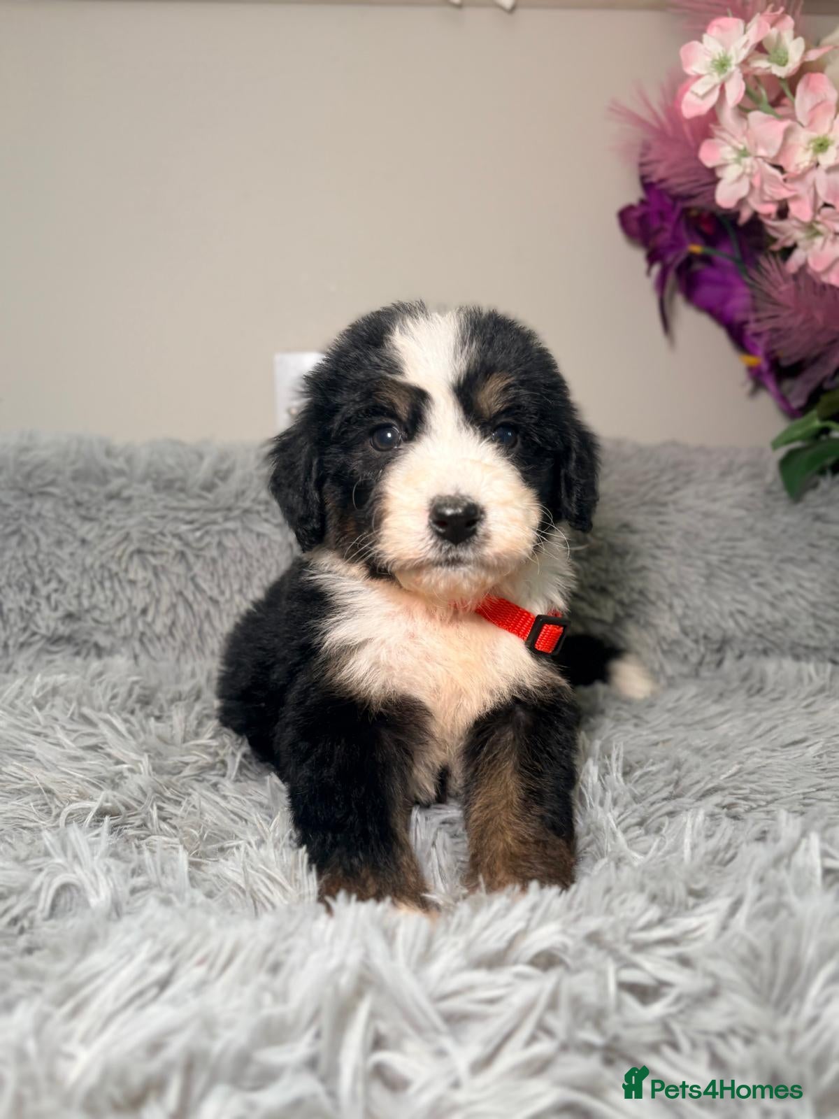 Bernedoodle dogs F1 tri colour mini bernedoodles  - Advert 2