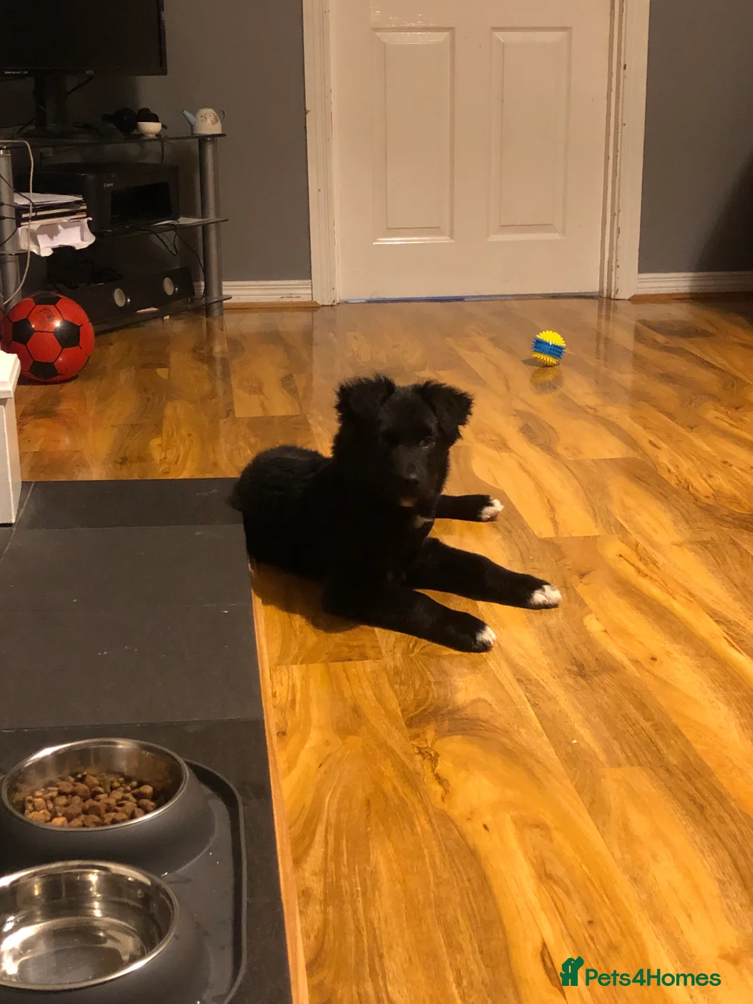 Mixed Breed dogs for sale: Kelpie x Collie in Ballymena - Advert 6