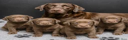 Labrador Retriever dogs for sale: Outstanding choc Labs COI 1% full Health status  in Carlisle - Advert 16