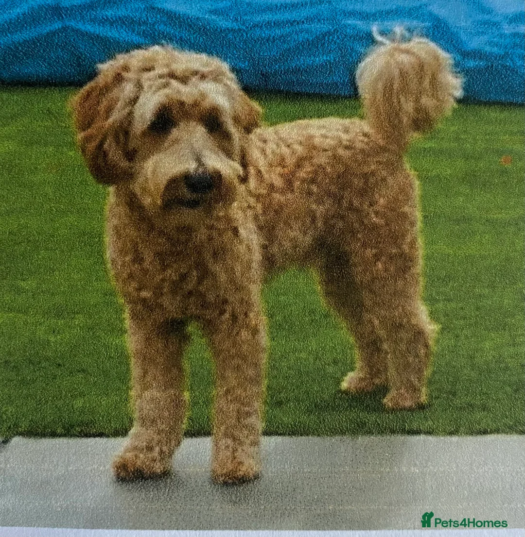 Goldendoodle dogs for stud: Alfie, Proven Goldendoodle for stud-Health Tested in Southport - Advert 9