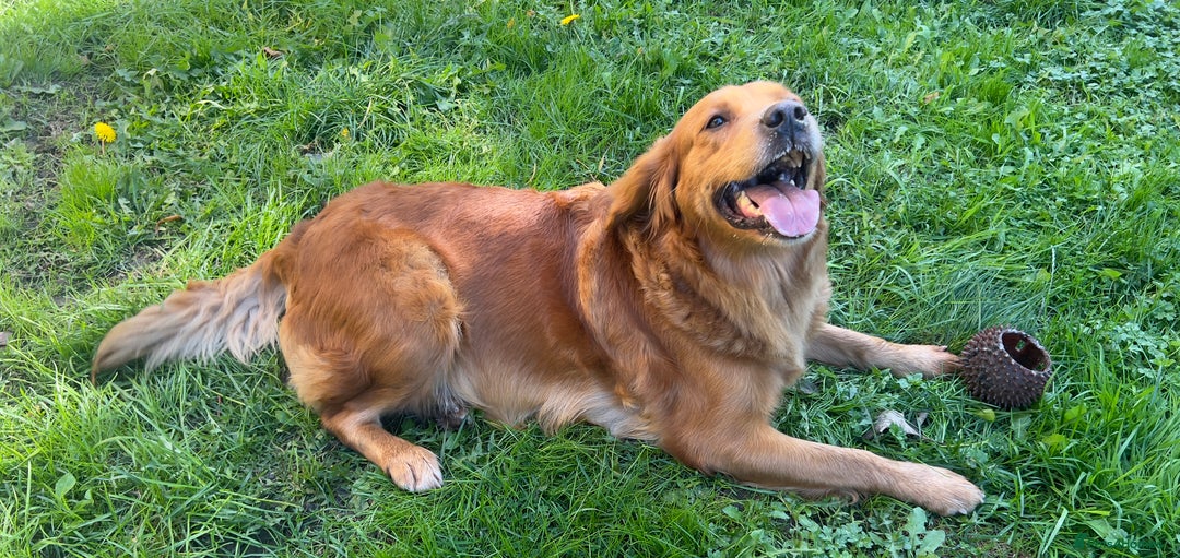 Golden Retriever dogs for sale: Hips elbows DNA perfect. 5 years old this july - Image 13