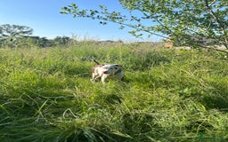 Mixed Breed dogs for sale: MAZZ  - Image 2