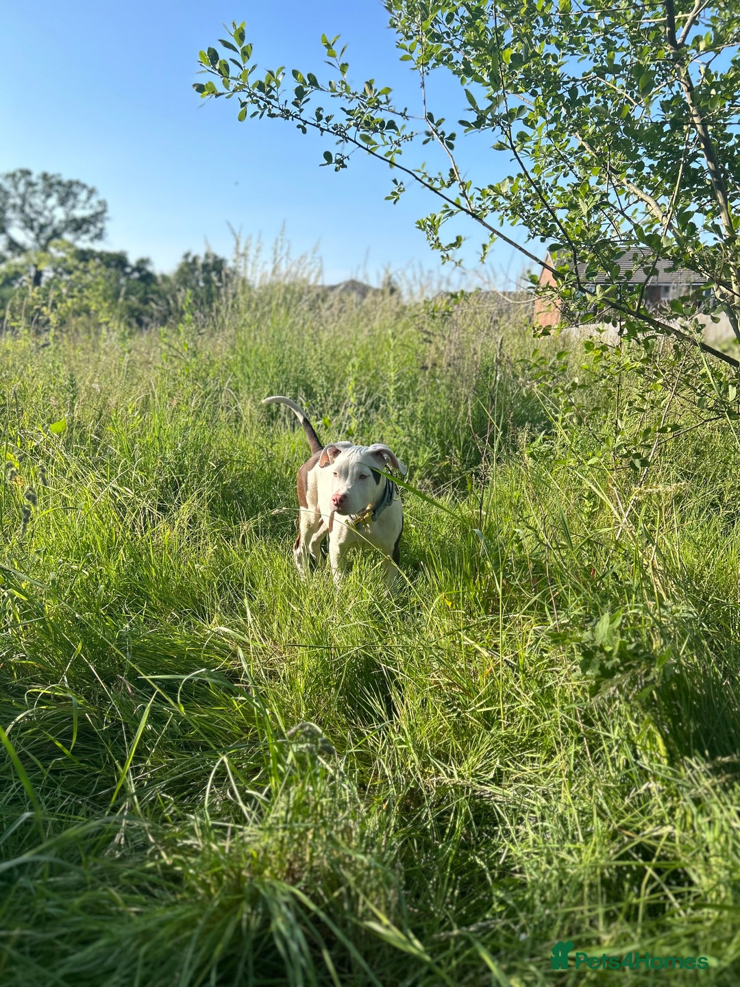 Mixed Breed dogs for sale: MAZZ  - Image 2