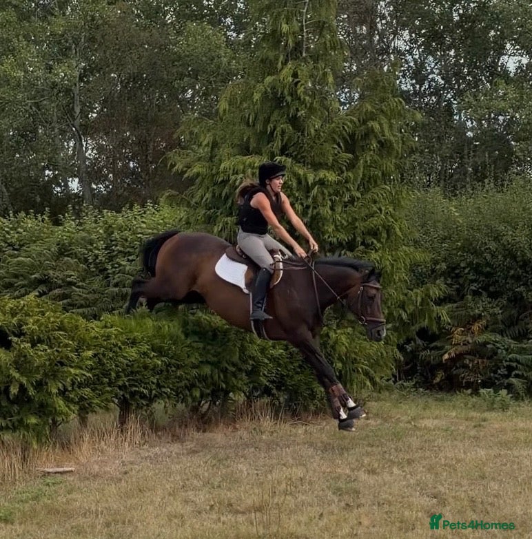 English Thoroughbred horses True confidence giver  - Advert 10