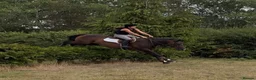 English Thoroughbred horses for sale: True confidence giver  - Advert 1