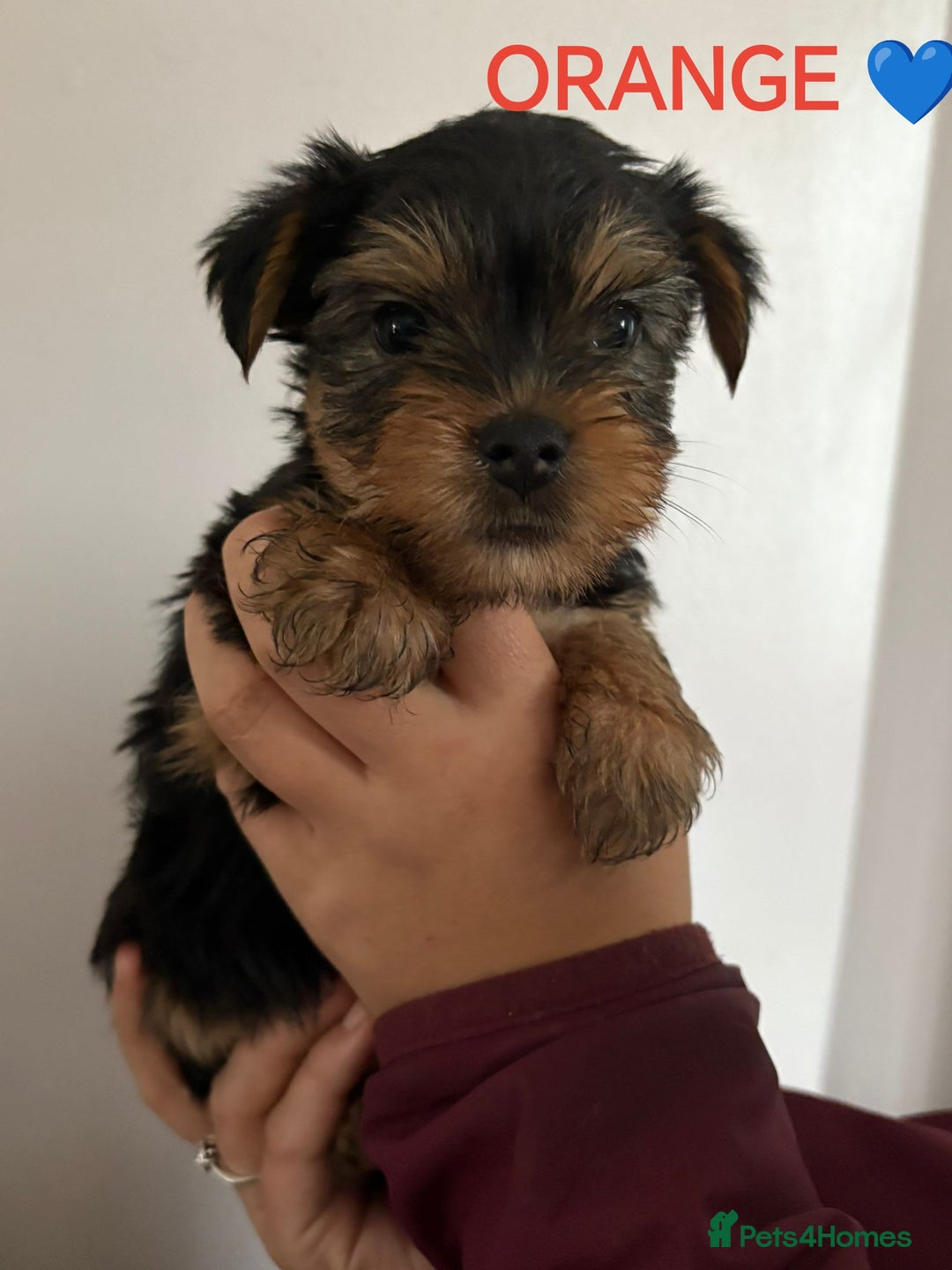 Yorkshire Terrier dogs for sale: Yorkshire terrier puppies  - Image 5