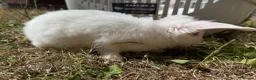 Mixed Breed rabbits for sale: 3 rabbits for sale - 2 albino/white 1 mixed - Advert 6