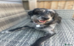 Mixed Breed dogs for sale: Labradoodle x mini dashound pups F1 - Image 2