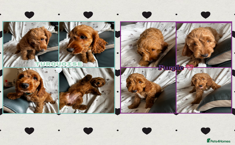 Cockapoo dogs - Advert 15