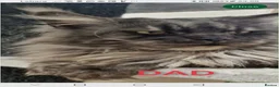 Maine Coon cats for sale: SHOW QUALITY MAINE COON KITTENS - Advert 19