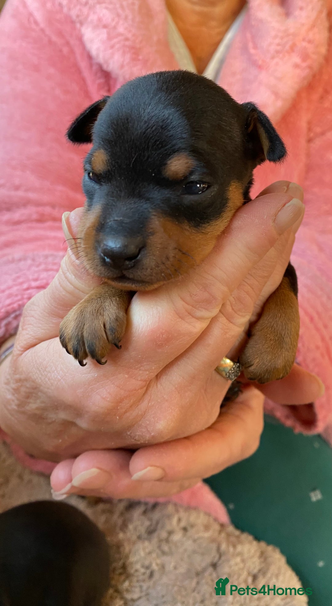 Miniature Pinscher dogs for sale: Gorgeous female miniature pinscher puppie for sale - Advert 2