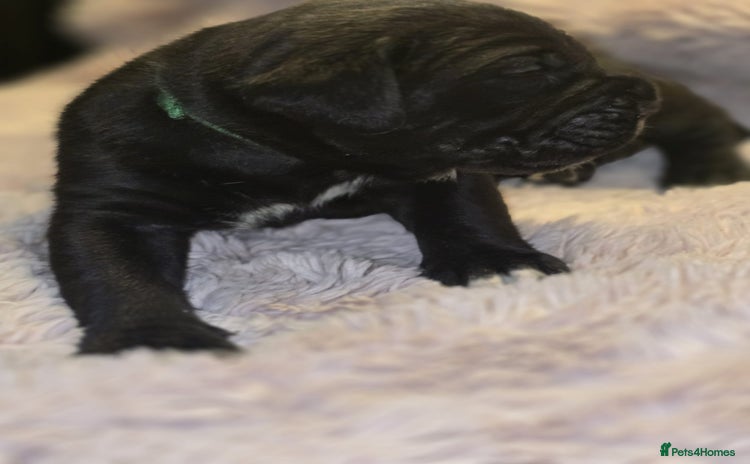 Cane Corso dogs - Advert 1