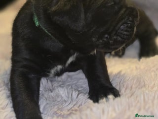 Cane Corso dogs 8 beautiful pedigree Cane Corso puppies - Advert 14