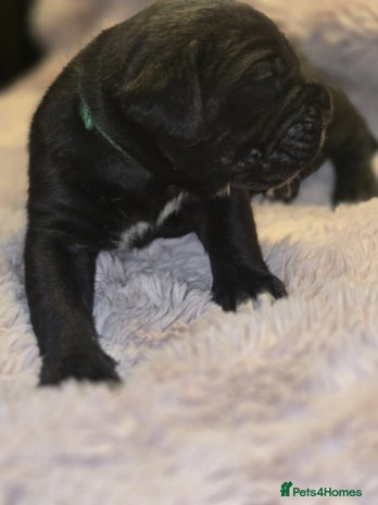 Cane Corso dogs - Advert 2