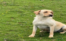 Labrador Retriever dogs for sale: Cream Adult Female Labrador  - Image 7