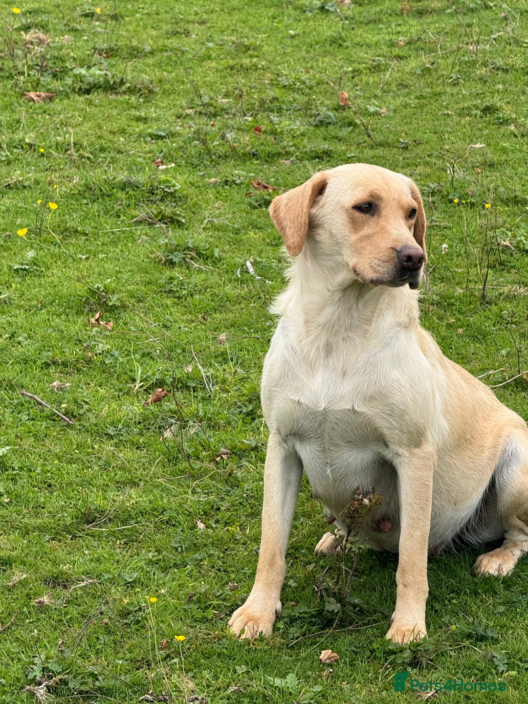 Labrador Retriever dogs for sale: Cream Adult Female Labrador  - Image 7