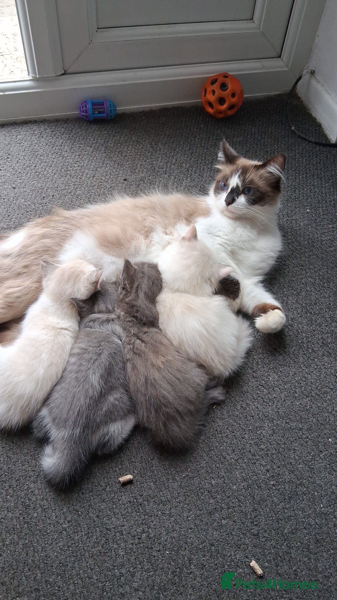 Ragdoll cats for sale: Ragdoll mix kittens  - Image 9