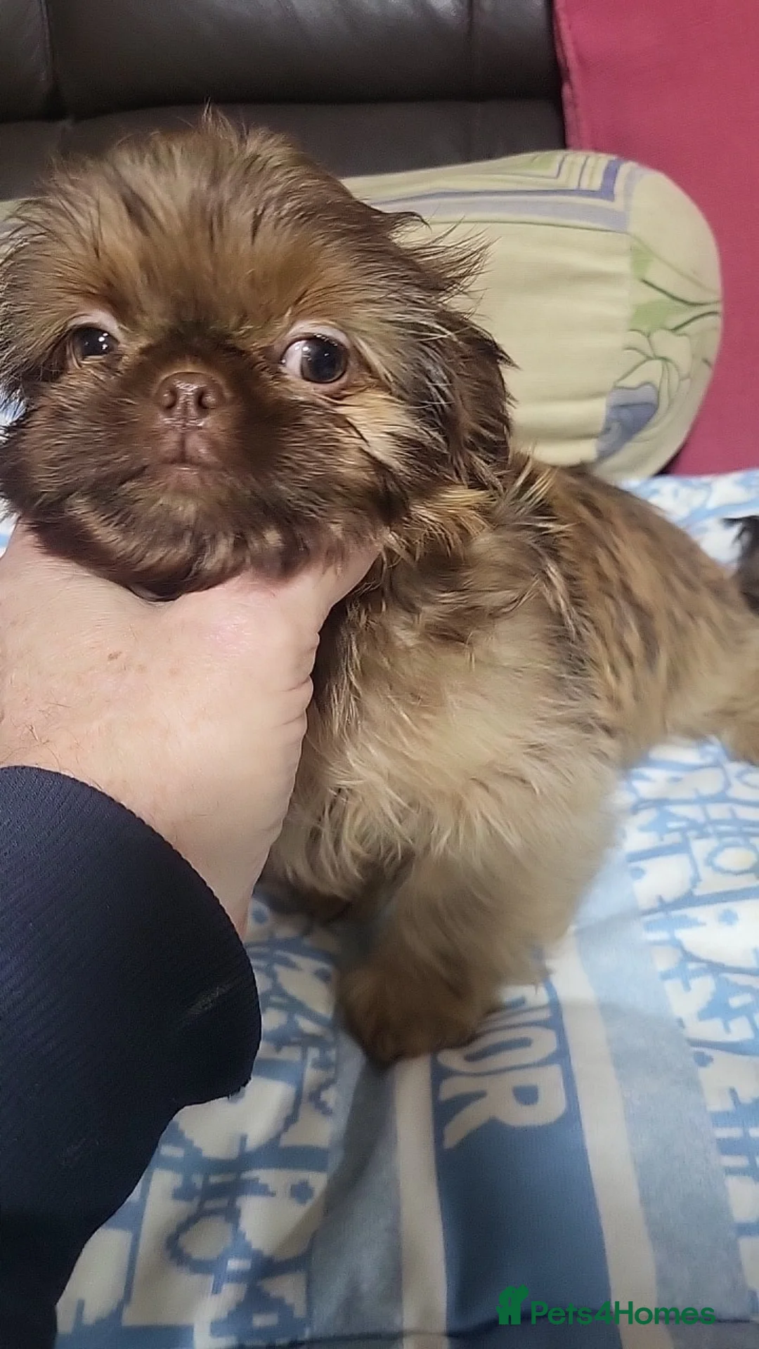 Shih Tzu dogs for sale: shih tzu imperial small girl & boy choc orange  - Advert 19