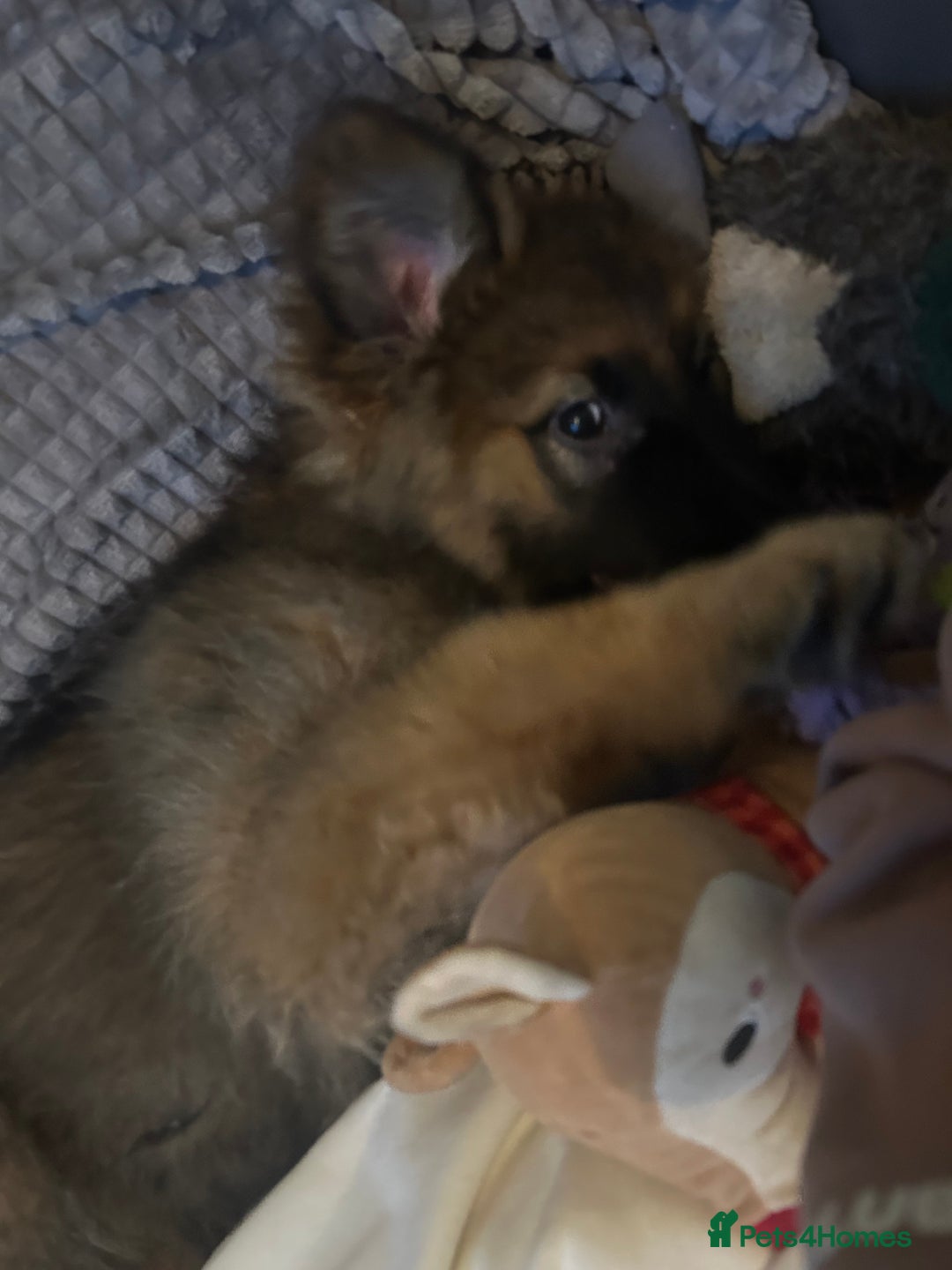 German Shepherd dogs for sale: Gsd puppy 14week - Advert 1