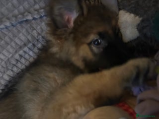 German Shepherd dogs Gsd puppy 14week - Advert 1